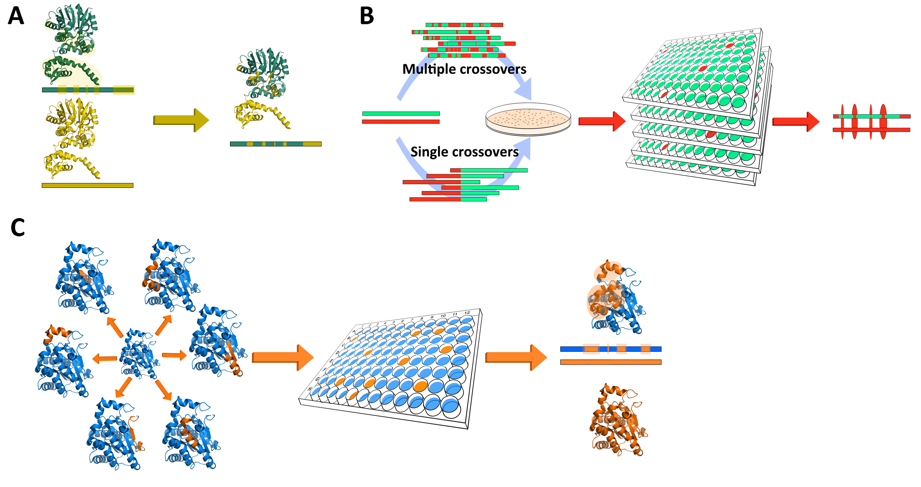 phd in protein engineering