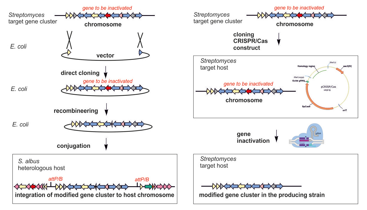 Molecular_biology_cloning