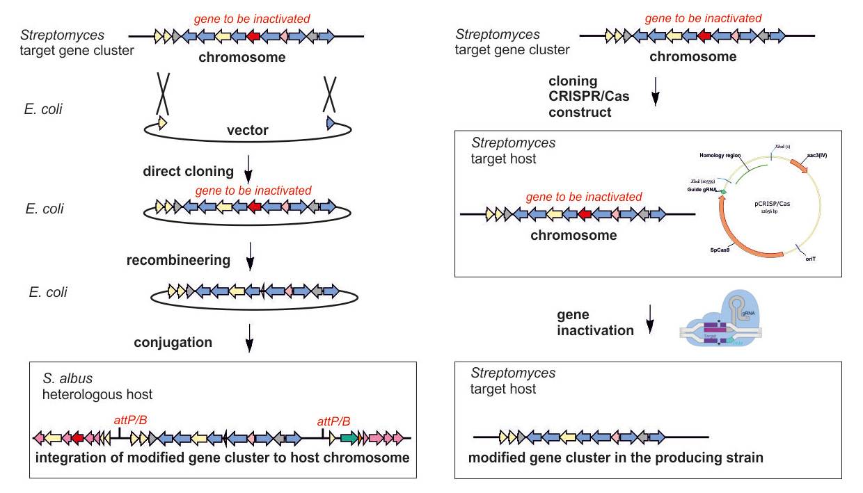 molecular cloning serial cloner