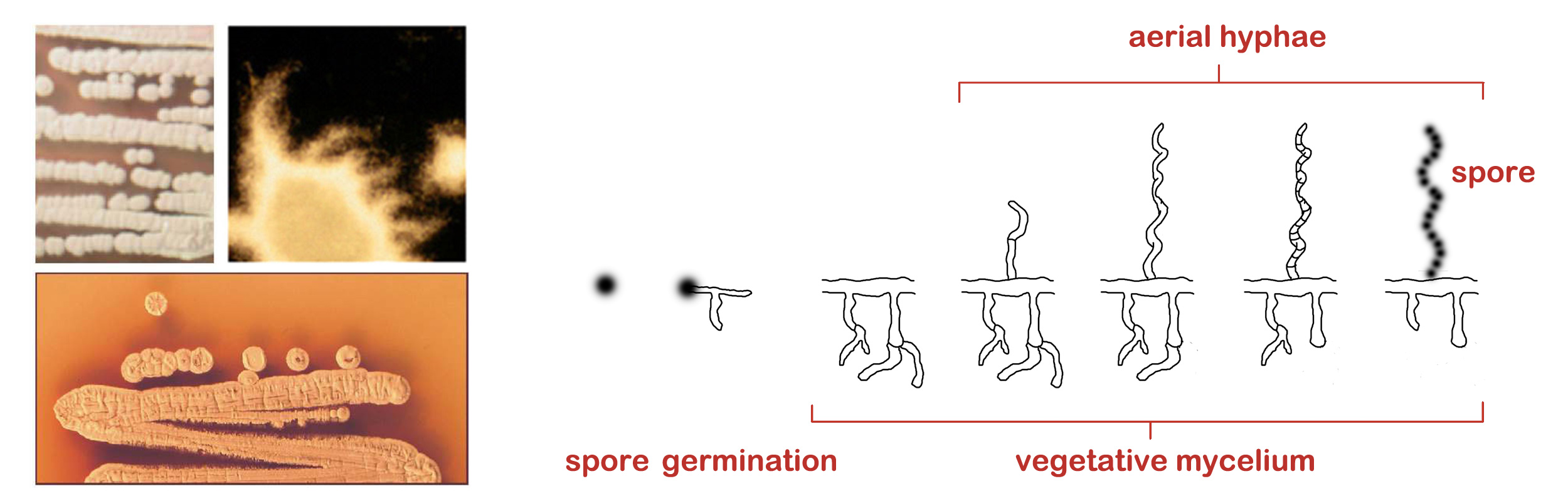 Strepto_life_cycle